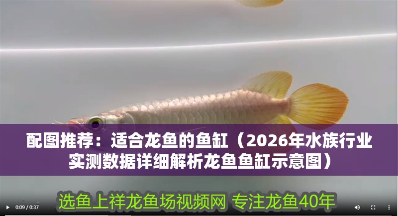 配圖推薦：適合龍魚的魚缸（2026年水族行業實測數據詳細解析龍魚魚缸示意圖）