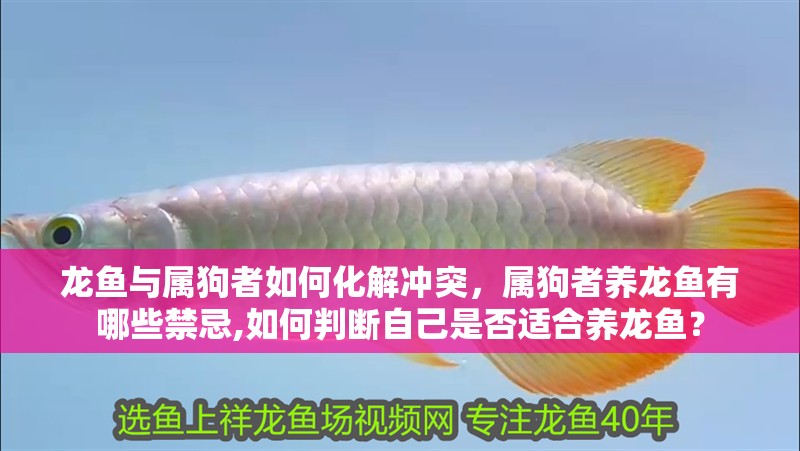 龍魚與屬狗者如何化解沖突，屬狗者養(yǎng)龍魚有哪些禁忌,如何判斷自己是否適合養(yǎng)龍魚？