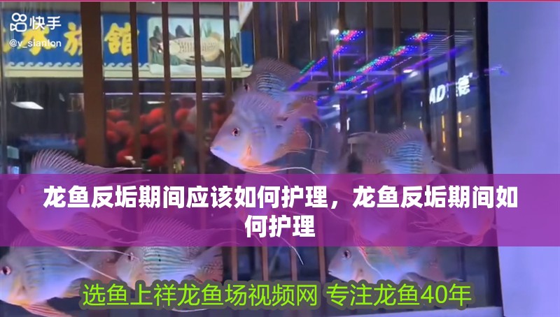 龍魚反垢期間應該如何護理，龍魚反垢期間如何護理