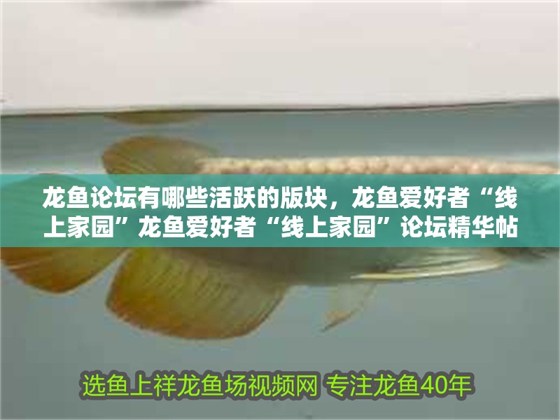 龍魚論壇有哪些活躍的版塊，龍魚愛好者“線上家園”龍魚愛好者“線上家園”論壇精華帖