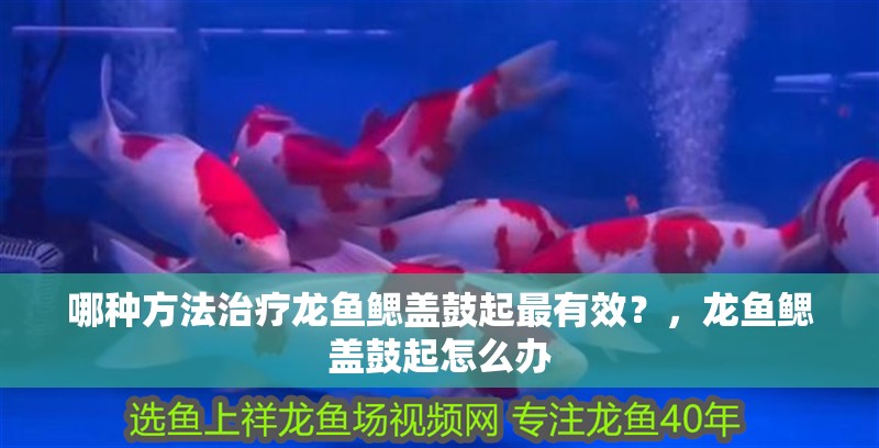 哪種方法治療龍魚鰓蓋鼓起最有效？，龍魚鰓蓋鼓起怎么辦
