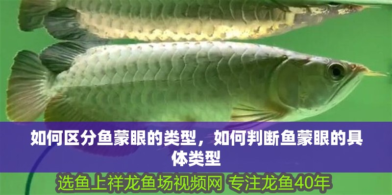 如何區分魚蒙眼的類型，如何判斷魚蒙眼的具體類型