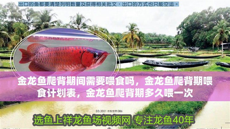 金龍魚爬背期間需要喂食嗎，金龍魚爬背期喂食計劃表，金龍魚爬背期多久喂一次