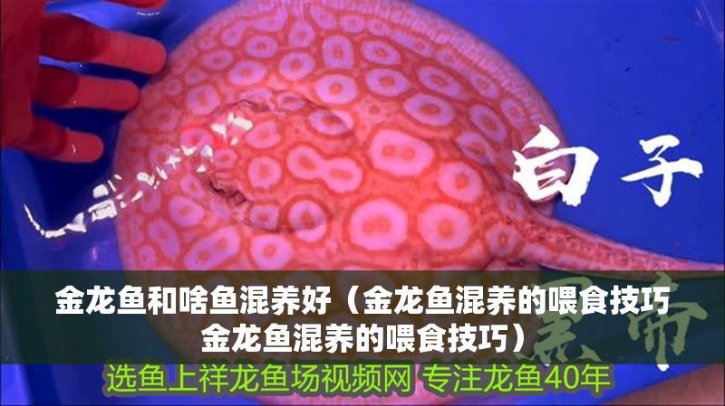 金龍魚和啥魚混養好（金龍魚混養的喂食技巧金龍魚混養的喂食技巧）