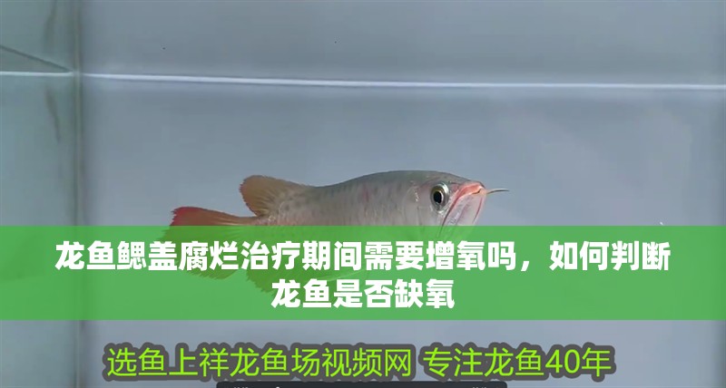 龍魚鰓蓋腐爛治療期間需要增氧嗎，如何判斷龍魚是否缺氧