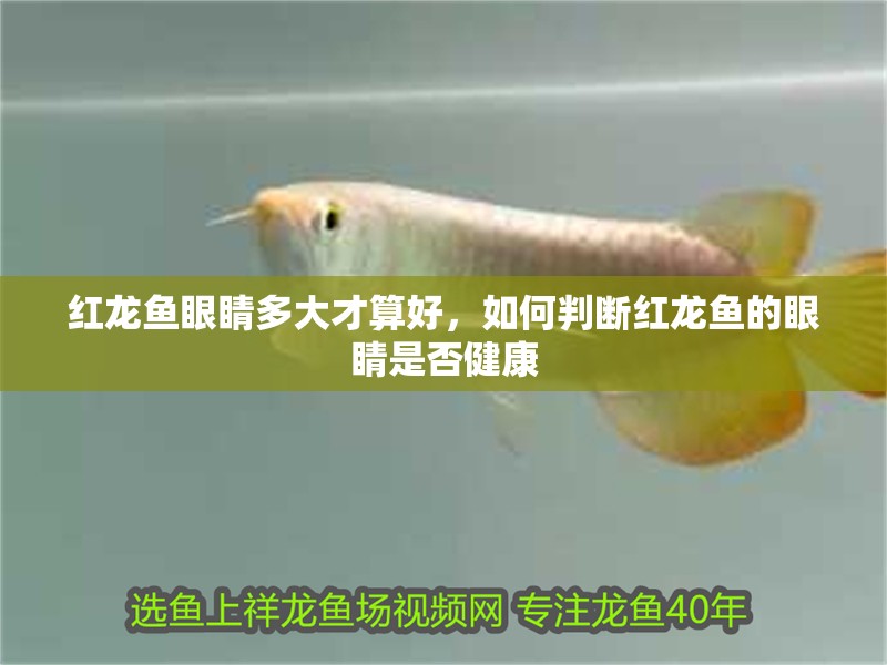 紅龍魚眼睛多大才算好，如何判斷紅龍魚的眼睛是否健康