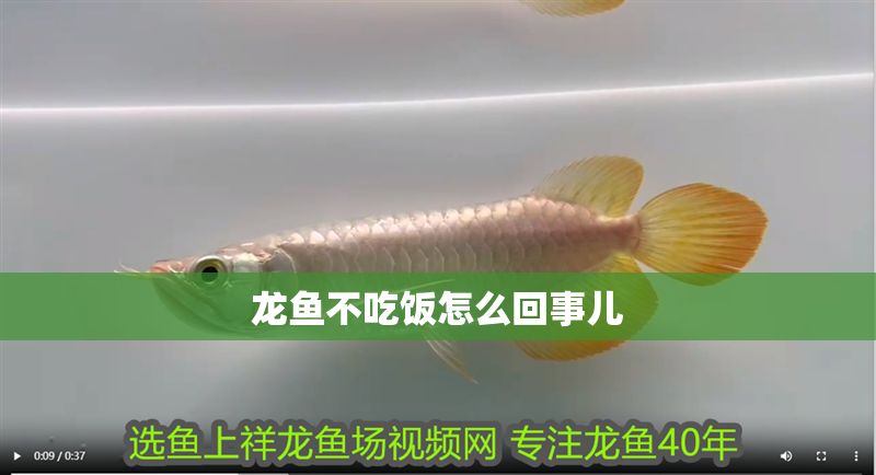 龍魚不吃飯怎么回事兒 龍魚不吃飯怎么回事兒 龍魚百科 第2張