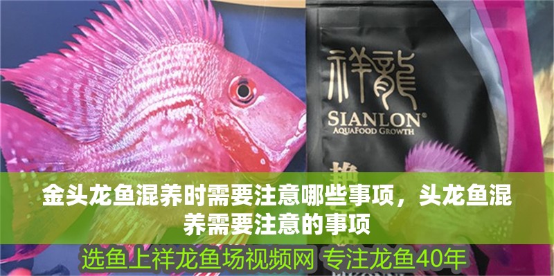 金頭龍魚混養時需要注意哪些事項，頭龍魚混養需要注意的事項