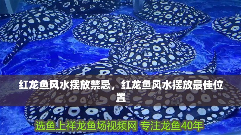 紅龍魚風水擺放禁忌，紅龍魚風水擺放最佳位置 紅龍魚風水擺放禁忌，紅龍魚風水擺放最佳位置 龍魚百科