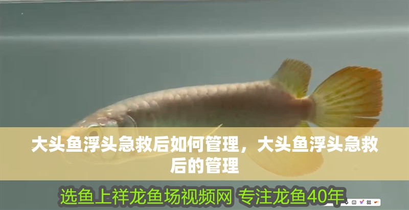 大頭魚浮頭急救后如何管理，大頭魚浮頭急救后的管理