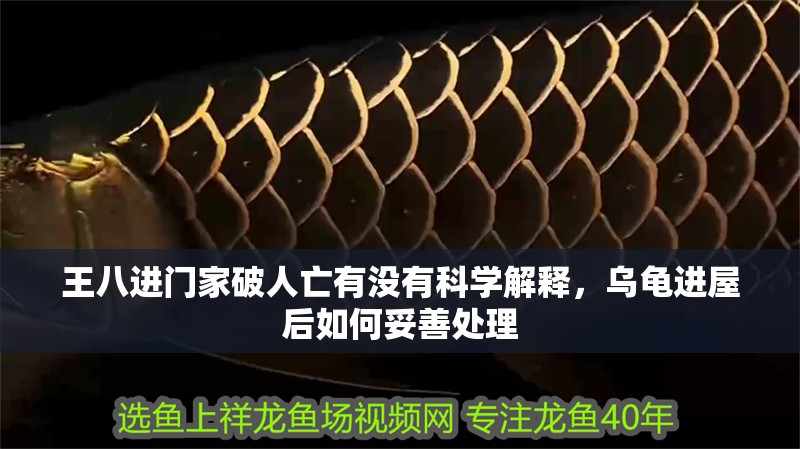 王八進門家破人亡有沒有科學解釋，烏龜進屋后如何妥善處理