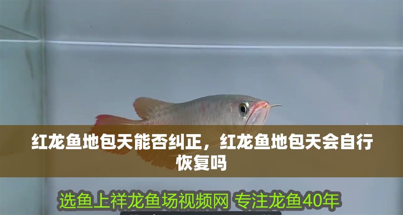 紅龍魚地包天能否糾正，紅龍魚地包天會(huì)自行恢復(fù)嗎