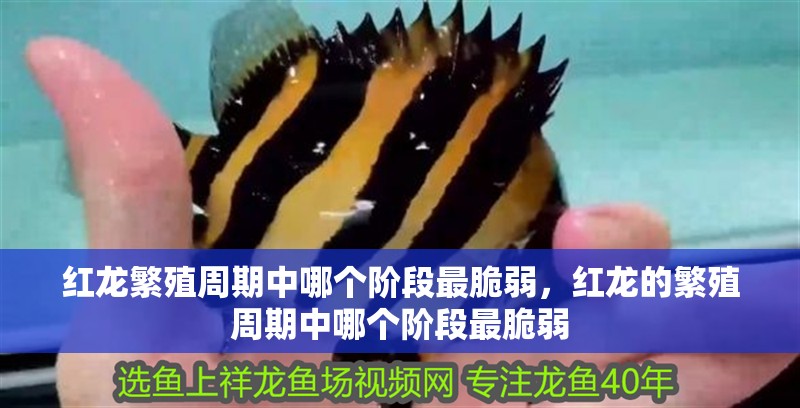 紅龍繁殖周期中哪個(gè)階段最脆弱，紅龍的繁殖周期中哪個(gè)階段最脆弱