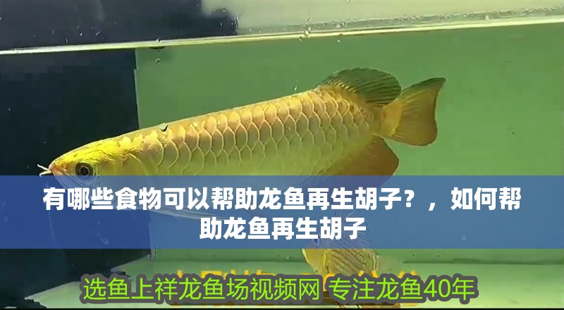 有哪些食物可以幫助龍魚再生胡子？，如何幫助龍魚再生胡子