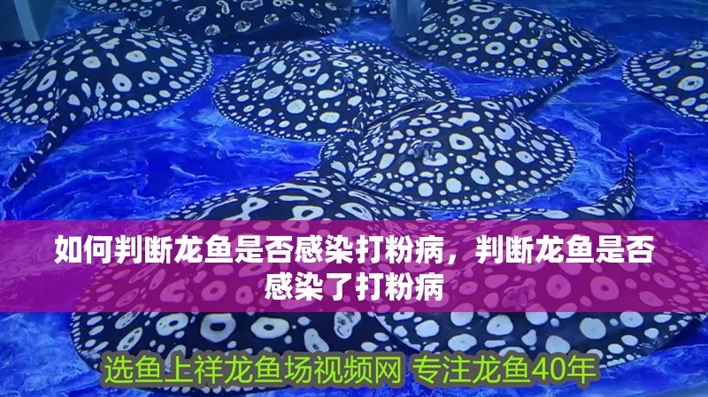 如何判斷龍魚是否感染打粉病，判斷龍魚是否感染了打粉病