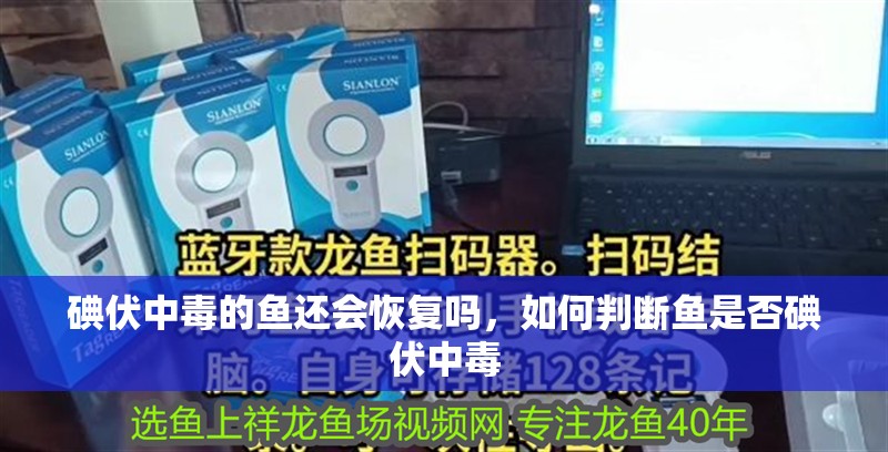 碘伏中毒的魚還會恢復嗎，如何判斷魚是否碘伏中毒