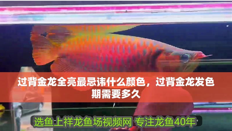 過背金龍全亮最忌諱什么顏色，過背金龍發(fā)色期需要多久