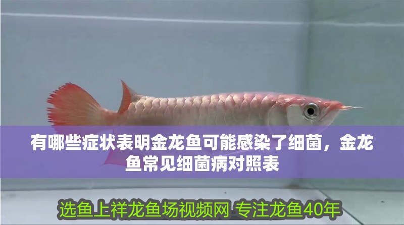 有哪些癥狀表明金龍魚可能感染了細菌，金龍魚常見細菌病對照表