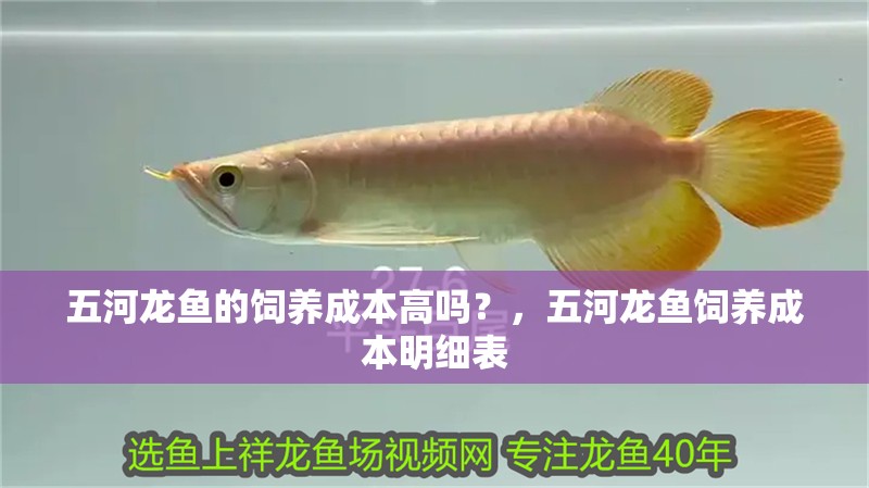 五河龍魚的飼養成本高嗎？，五河龍魚飼養成本明細表