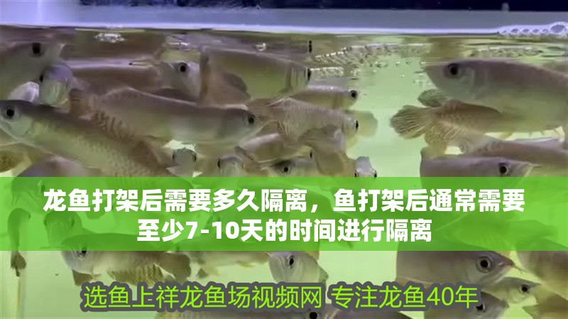 魚缸過濾器選購指南:自制魚缸過濾器魚缸上置過濾器對于養魚愛好者的必備知識 龍魚打架后需要多久隔離,魚打架后通常需要至少7-10天的時間進行隔離 龍魚百科 龍魚打架后需要多久隔離,魚打架后通常需要至少7-10天的時間進行隔離 龍魚打架后需要多久隔離,魚打架后通常需要至少7-10天的時間進行隔離 龍魚百科