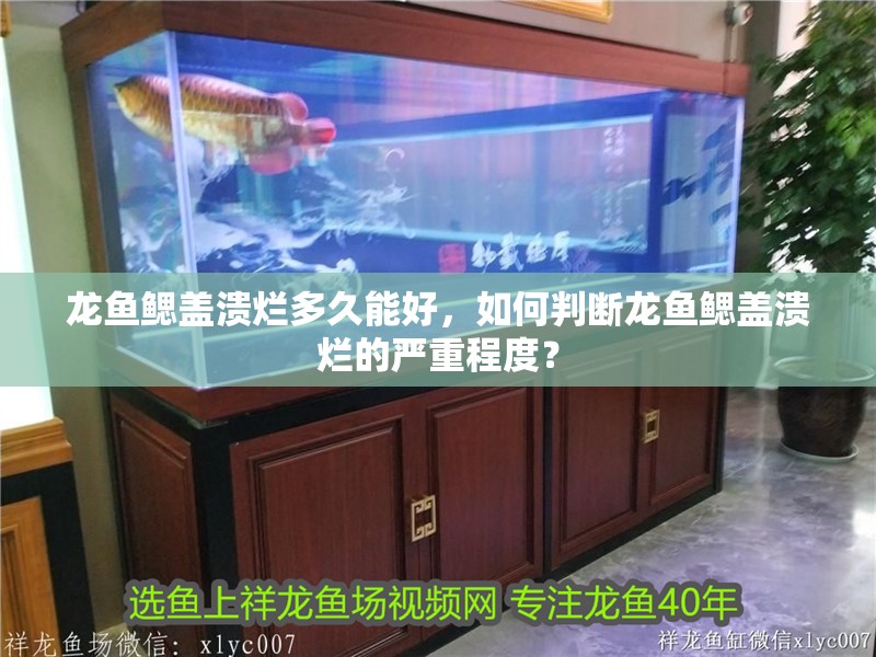 龍魚鰓蓋潰爛多久能好，如何判斷龍魚鰓蓋潰爛的嚴重程度？