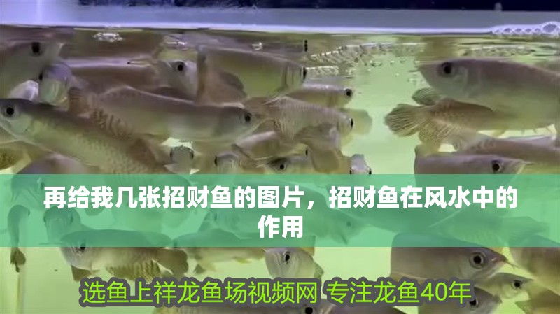 再給我幾張招財魚的圖片，招財魚在風水中的作用