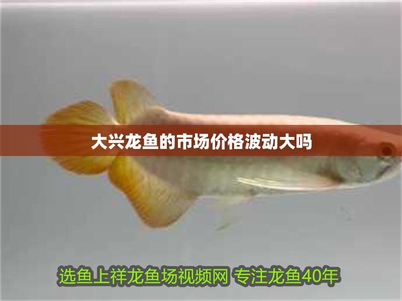 大興龍魚的市場價格波動大嗎