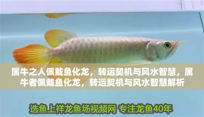 屬牛之人佩戴魚化龍，轉運契機與風水智慧，屬牛者佩戴魚化龍，轉運契機與風水智慧解析