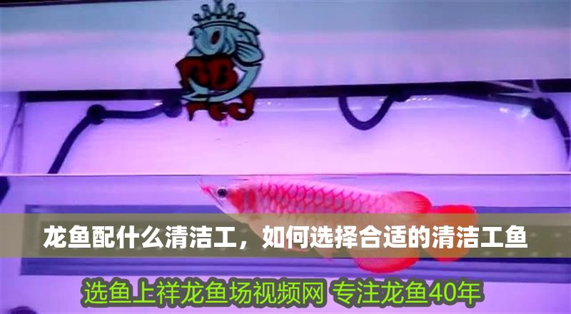 龍魚配什么清潔工，如何選擇合適的清潔工魚