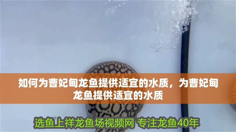 如何為曹妃甸龍魚提供適宜的水質，為曹妃甸龍魚提供適宜的水質