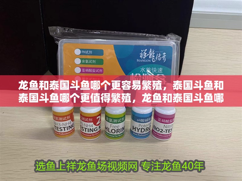 龍魚和泰國斗魚哪個更容易繁殖，泰國斗魚和泰國斗魚哪個更值得繁殖，龍魚和泰國斗魚哪個更值得繁殖