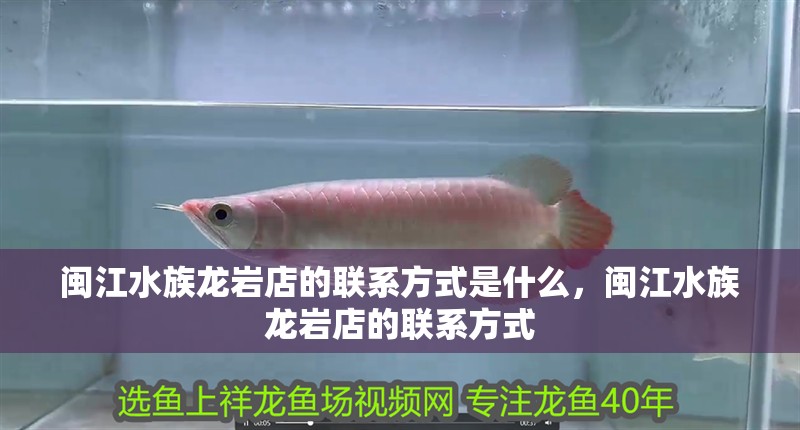 閩江水族龍巖店的聯系方式是什么，閩江水族龍巖店的聯系方式