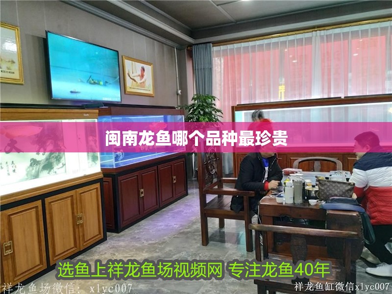 閩南龍魚哪個品種最珍貴