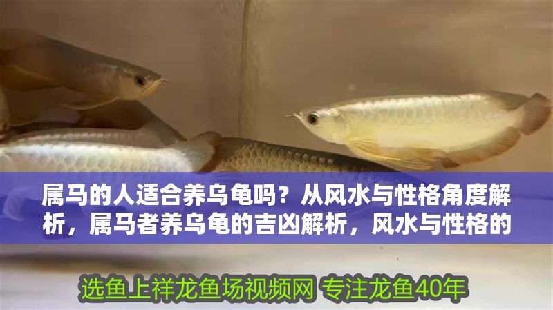 屬馬的人適合養烏龜嗎？從風水與性格角度解析，屬馬者養烏龜的吉兇解析，風水與性格的雙重考量