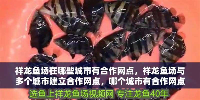 祥龍魚場在哪些城市有合作網點，祥龍魚場與多個城市建立合作網點，哪個城市有合作網點