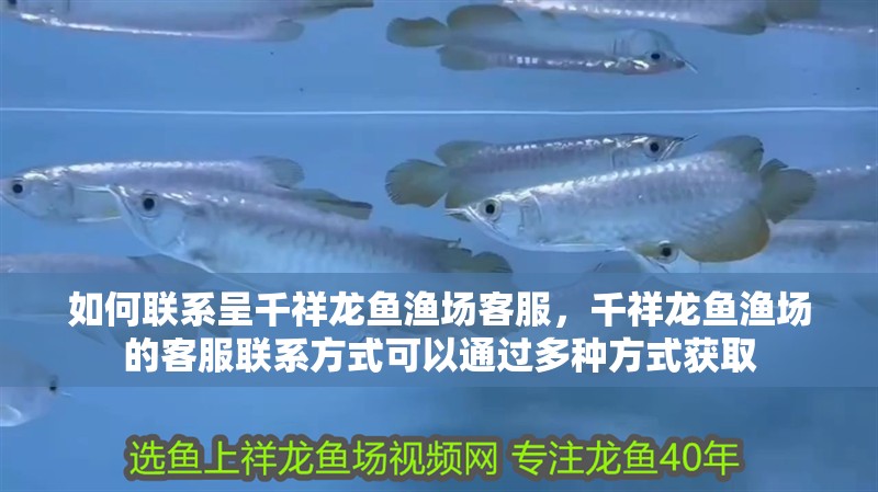 如何聯系呈千祥龍魚漁場客服，千祥龍魚漁場的客服聯系方式可以通過多種方式獲取