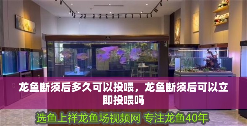 龍魚斷須后多久可以投喂，龍魚斷須后可以立即投喂嗎