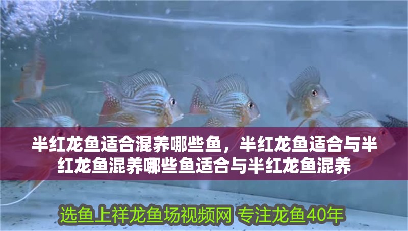 半紅龍魚適合混養(yǎng)哪些魚，半紅龍魚適合與半紅龍魚混養(yǎng)哪些魚適合與半紅龍魚混養(yǎng)