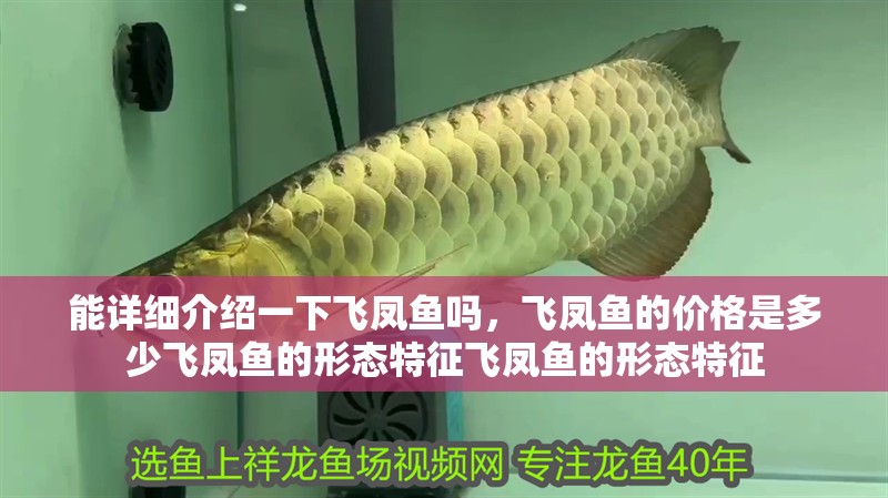 能詳細介紹一下飛鳳魚嗎，飛鳳魚的價格是多少飛鳳魚的形態特征飛鳳魚的形態特征