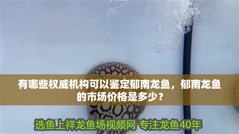 有哪些權威機構可以鑒定郁南龍魚，郁南龍魚的市場價格是多少？