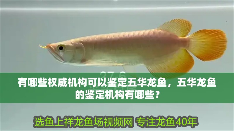 有哪些權威機構可以鑒定五華龍魚，五華龍魚的鑒定機構有哪些？ 有哪些權威機構可以鑒定五華龍魚，五華龍魚的鑒定機構有哪些？ 龍魚百科