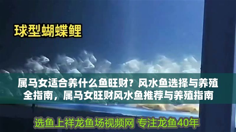 屬馬女適合養什么魚旺財？風水魚選擇與養殖全指南，屬馬女旺財風水魚推薦與養殖指南