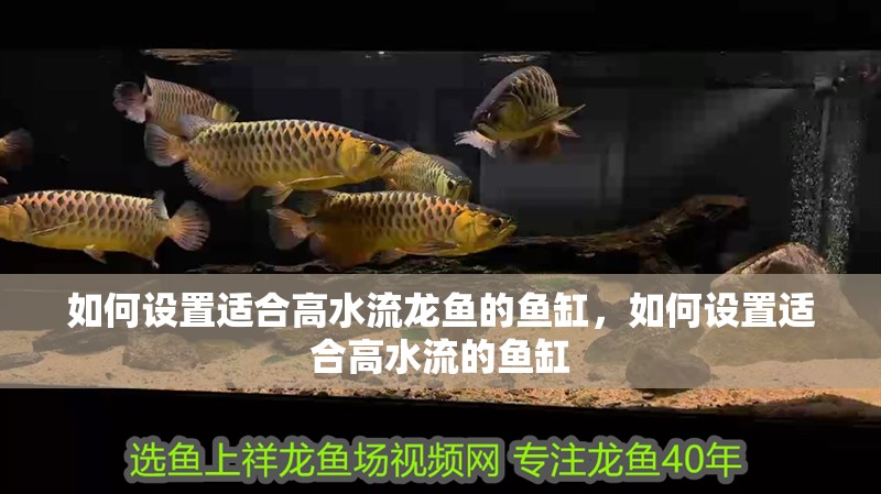 如何設置適合高水流龍魚的魚缸，如何設置適合高水流的魚缸
