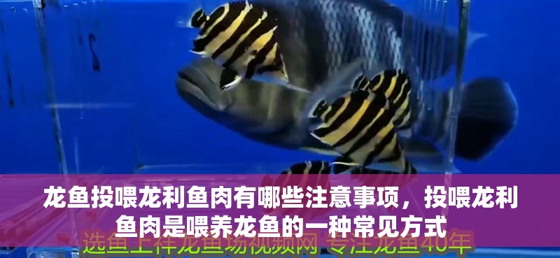 龍魚投喂龍利魚肉有哪些注意事項，投喂龍利魚肉是喂養龍魚的一種常見方式