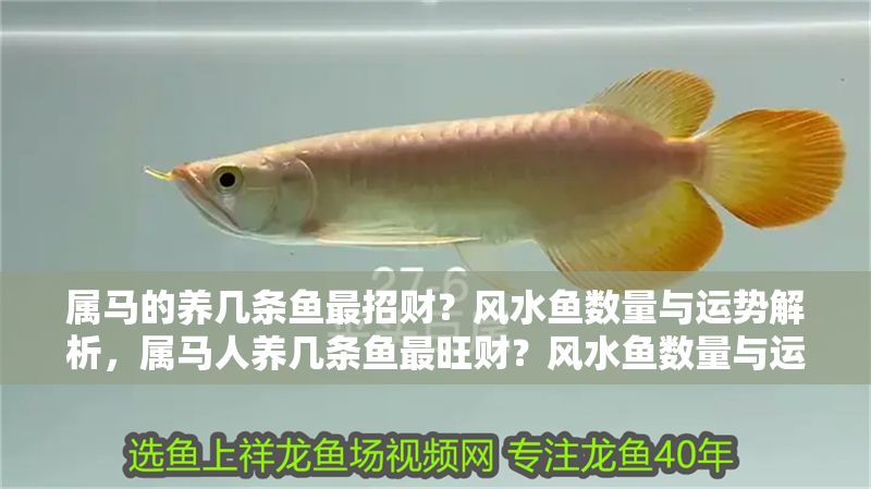 屬馬的養幾條魚最招財？風水魚數量與運勢解析，屬馬人養幾條魚最旺財？風水魚數量與運勢全解析