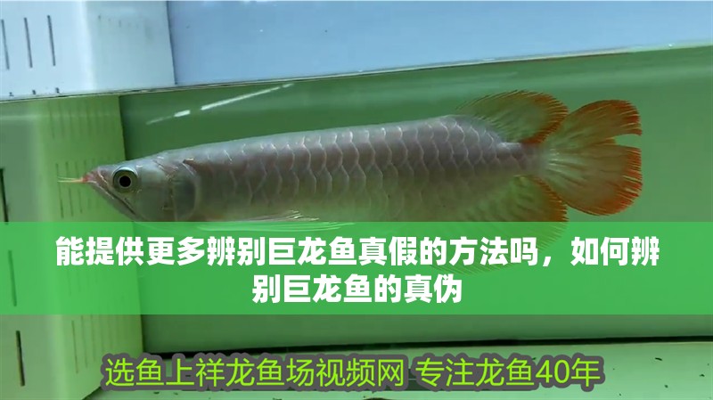 能提供更多辨別巨龍魚真假的方法嗎，如何辨別巨龍魚的真偽