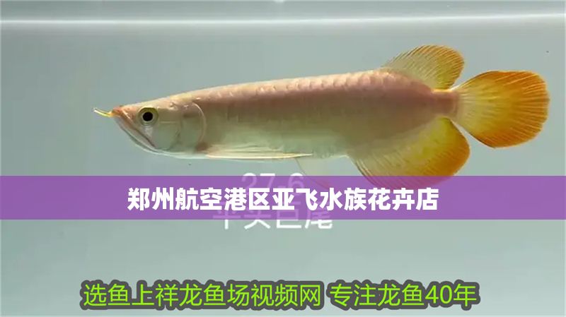 鄭州航空港區亞飛水族花卉店