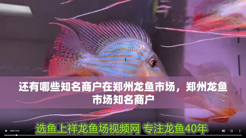 還有哪些知名商戶在鄭州龍魚市場(chǎng)，鄭州龍魚市場(chǎng)知名商戶