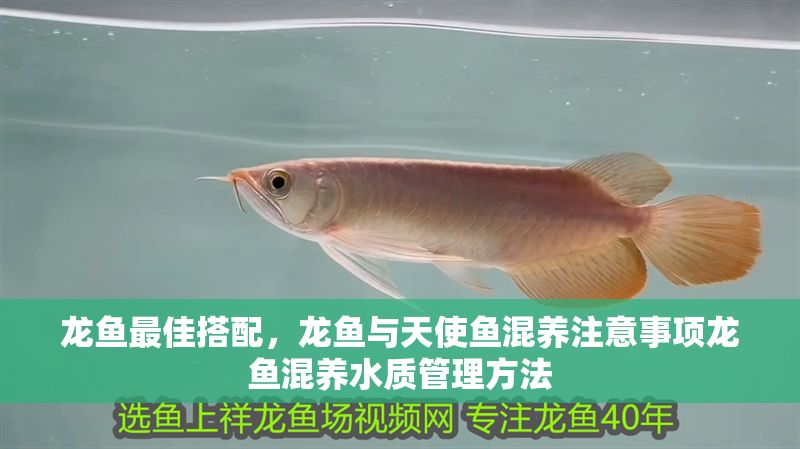 龍魚最佳搭配，龍魚與天使魚混養注意事項龍魚混養水質管理方法 龍魚最佳搭配，龍魚與天使魚混養注意事項龍魚混養水質管理方法 龍魚百科 第2張