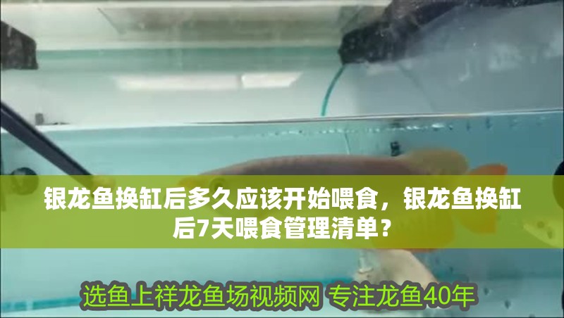 銀龍魚換缸后多久應該開始喂食，銀龍魚換缸后7天喂食管理清單？ 銀龍魚換缸后多久應該開始喂食，銀龍魚換缸后7天喂食管理清單？ 龍魚百科